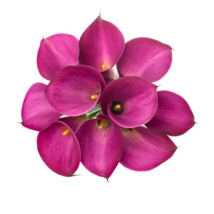 Calla Fantasia esmeralda