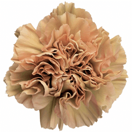 Carn. Fancy Terracota Caramel sole