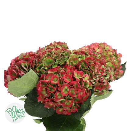 Hydrangea Opal Classic Red/Green