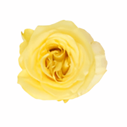 Rose Bella Donna 50cm rprima