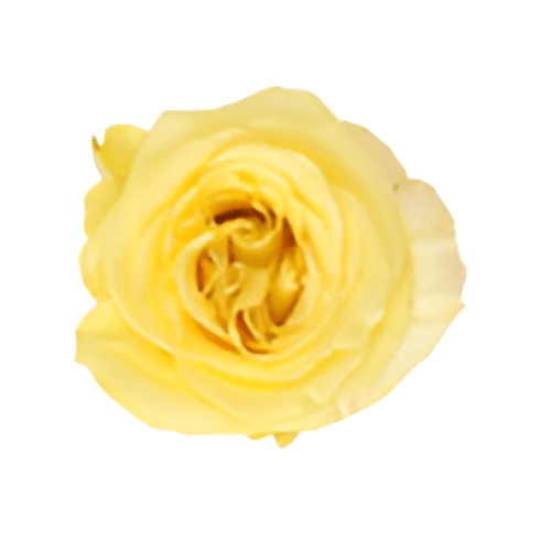 b839cf60-b432-4a00-86e2-e44d6b9de1fb.png Rose Bella Donna 50cm rprima - Image 1