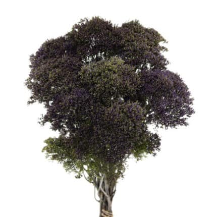 Trachellium Purple mellano