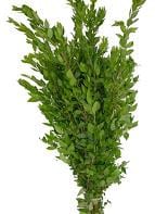 Myrtle camflor