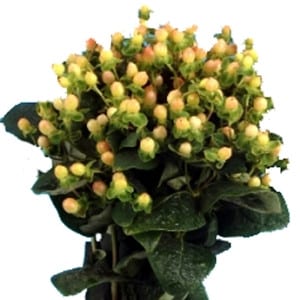 Hypericum yellow sole
