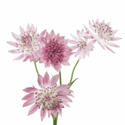 Astrantia Lt Pink bella