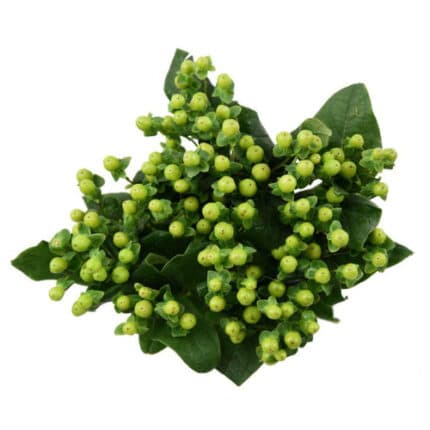 Hypericum Green 70cm rio