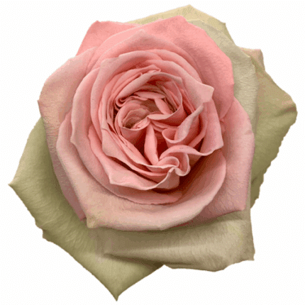 Rose Sweet Elegance 50cm florecal