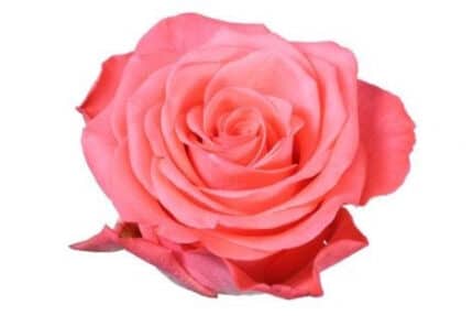 Rose ShowGirl 50cm sunrite