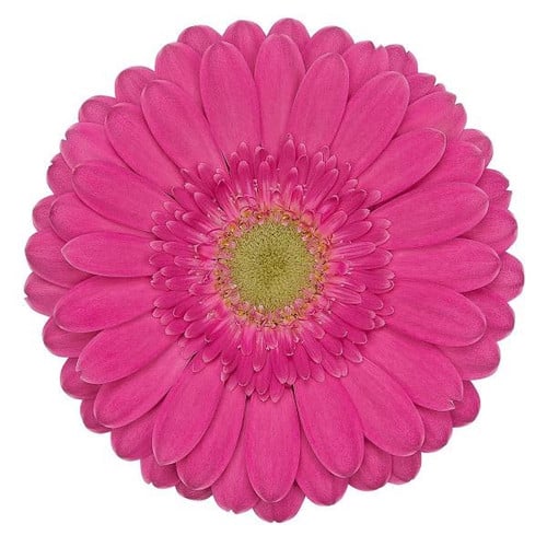 b89339b4-cde7-43ad-ac3c-b8314f8ee32f.jpg Germini Reno can. - Image 1