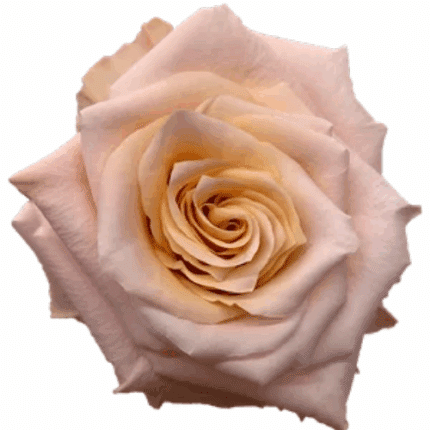 Rose Shimmer 60cm misty