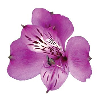 Alstro Sinclair gdn supersl  p
