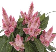 Celosia Pink mccreights