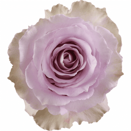 Rose Cooldown 50cm rprima