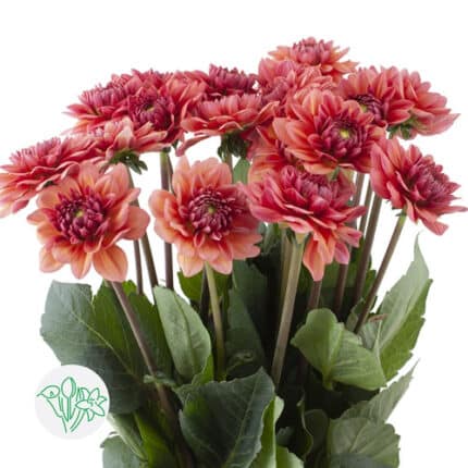 Dahlia Salmon Runner holl