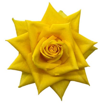 Rose Yellow Impact 50cm tessa