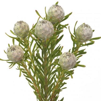 Leuco. Silver Pearl allure(10st)