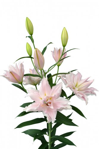 Lily Dbl Bloom Am mia