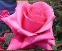 Malena 50 swf