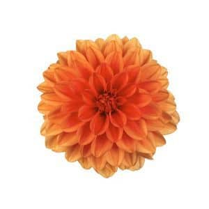 Dahlia Orange canada