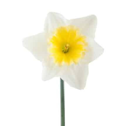 Daffodil IceFollies holl