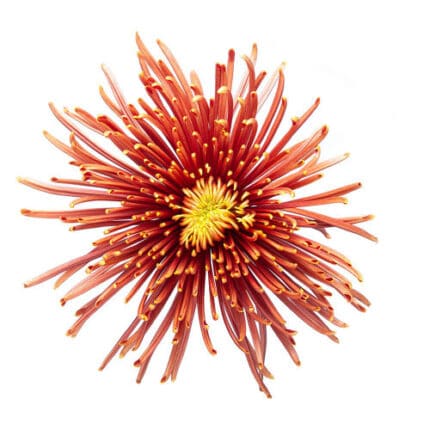 Mum Delistar Flambeu sole