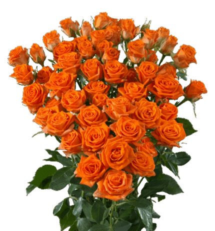 RoseSpray Picanto holl