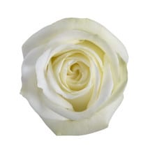 Rose Polo 50cm Tessa