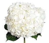 Hydrangea White sunshine