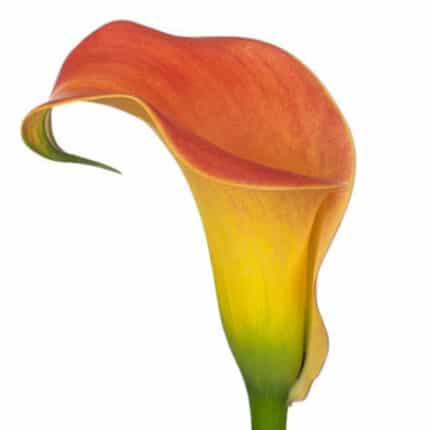 Calla Morning Sun holl