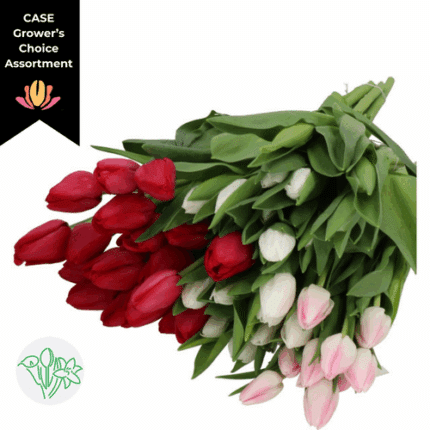 Tulip Asst Christmas(x15 pack) holl