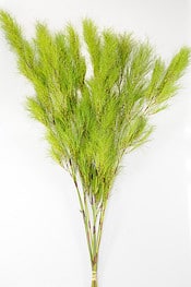 Koala Fern holex