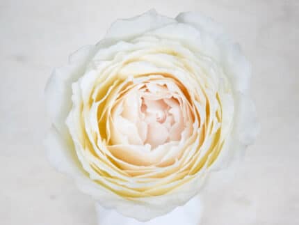 Rose Princess Miyuk(12st)alex