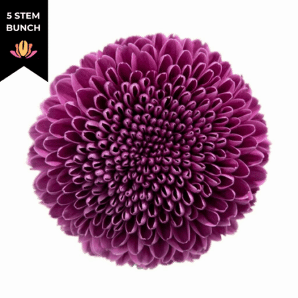 Mum Disbud Ball Purple sole(5s