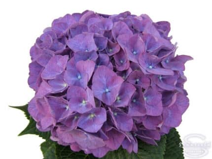 Hydrangea Purple Lav ob(STEM)