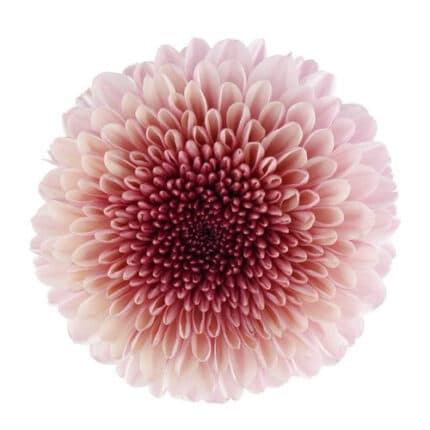 Mum Disbud Ball Mochi Pink sol