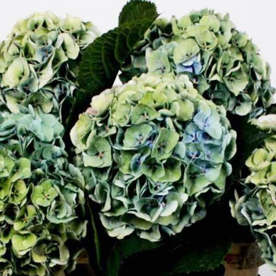 Hydrangea Margarita Classic Bl