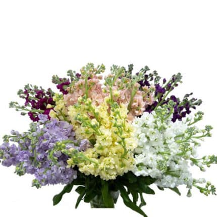 Stock Asst (7cs) cont.