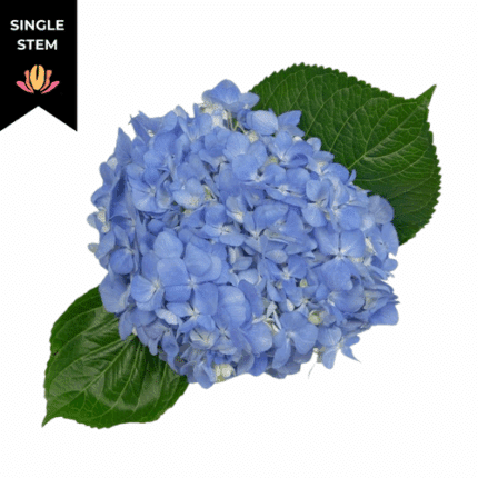 Hydrangea Shocking Blue fresca