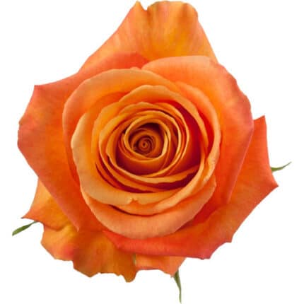 Rose Confidential 50cm Rosaprima