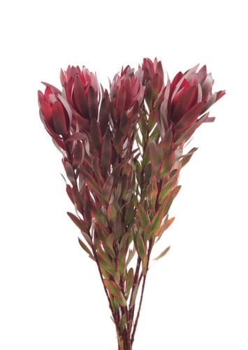 Leuca. Jester 80cm holex