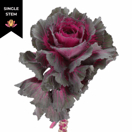 Kale Ruffle Red holl (stem)