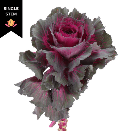 b9e1e651-bdf7-47af-bdb3-8a9ba7d9782e.png Kale Ruffle Red holl (stem) - Image 1