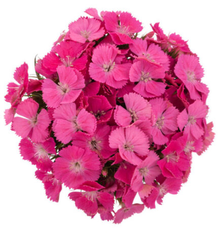 Dianthus Gypsy Pink mellano - DIAN GYP  PINK