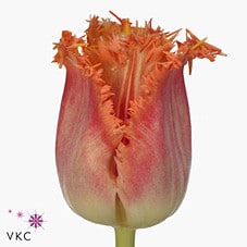 Tulip Frill Ballroom holl