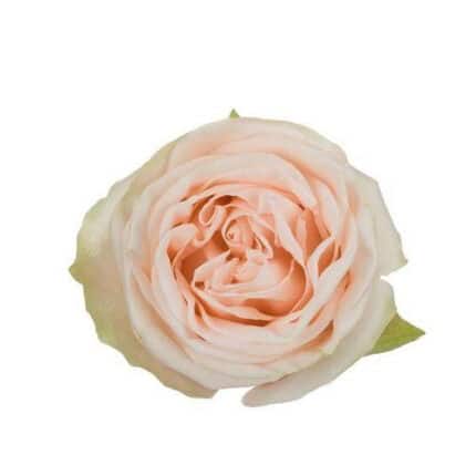 Rose Wedding Spirt 40cm rprima