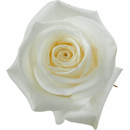 Rose PolarStar 50cm rprima
