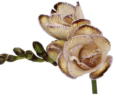 Freesia Painted Brownie holl