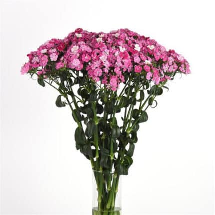 Dianthus Pink holl