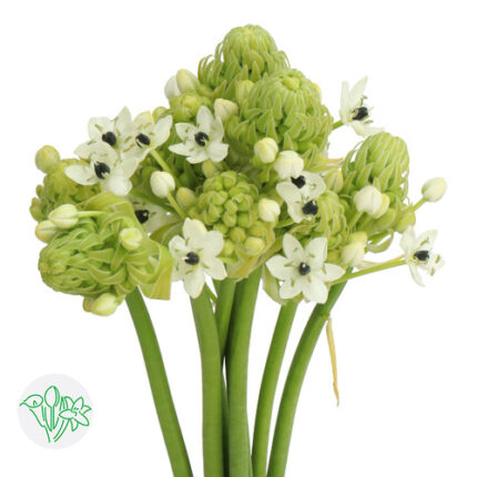 Arabicum White holl. 85cm