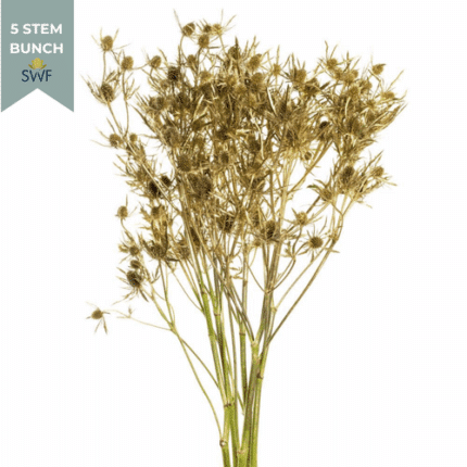 Eryngium Gold Dynamite f.c.(5s